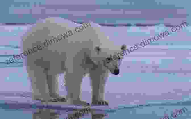 Polar Bear On An Ice Floe Alaska S Bears: Grizzlies Black Bears And Polar Bears Revised Edition (Alaska Pocket Guide)