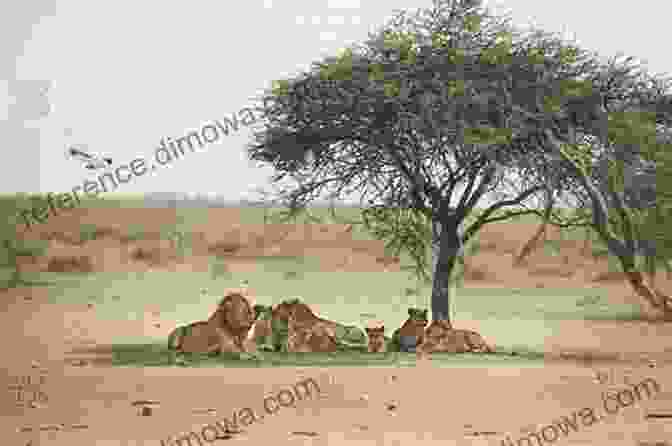 Pride Of Lions Resting In The Shade Of A Large Acacia Tree, Their Golden Fur Shimmering In The Sunlight Life In Africa David M Whitacre