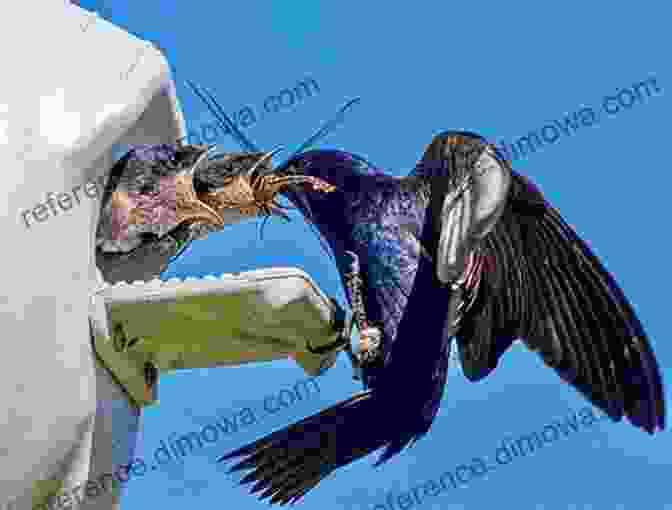 Purple Martins Feeding On Mealworms The Ultimate Guide To Training Purple Martins: The Step By Step Guide To Breeding Caring And Raising Purple Martins Plus Purple Martin Food Care And Health Instructions