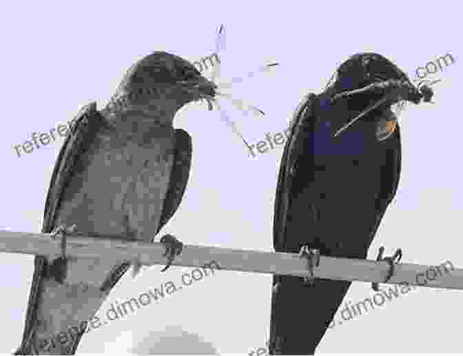 Purple Martins Hunting Insects In The Air The Ultimate Guide To Training Purple Martins: The Step By Step Guide To Breeding Caring And Raising Purple Martins Plus Purple Martin Food Care And Health Instructions