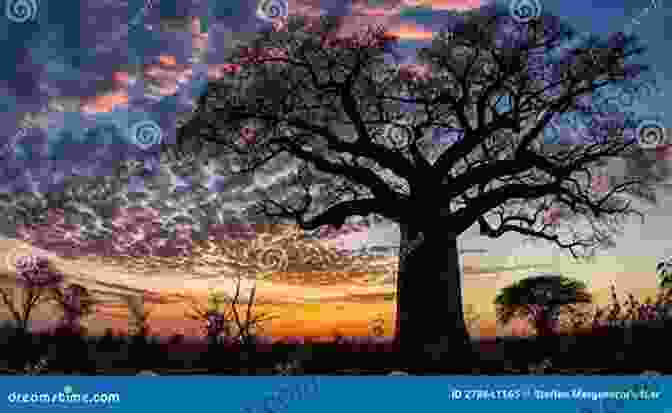 Silhouettes Of Majestic Baobab Trees Against The Vibrant Hues Of An African Sunset Life In Africa David M Whitacre