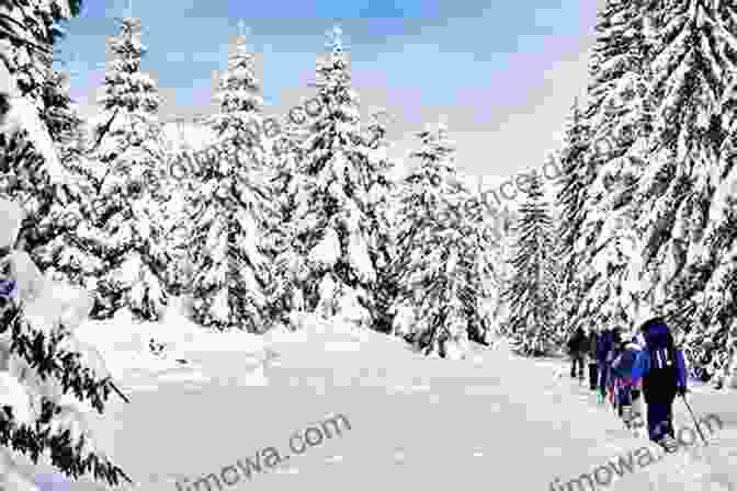 Snowshoeing Through A Winter Wonderland Ski Lake Tahoe On A Budget