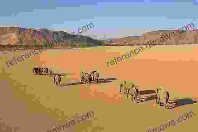 Solitary Desert Elephant Walking Through The Namib Desert, Namibia Secret Namibia Lily Jouve