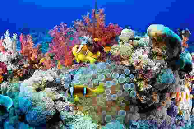 Vibrant Coral Reefs Of The Great Barrier Reef Around The World In 100 Days