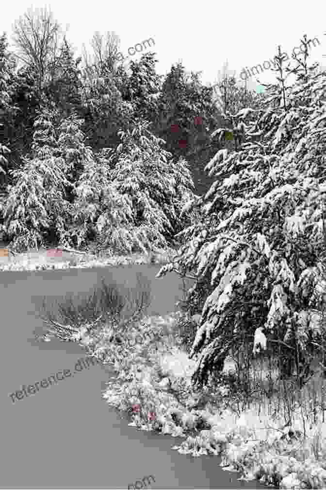 Winter At Merritt Lake, With Snow Laden Trees And Frozen Surface Twelve Months At Merritt Lake