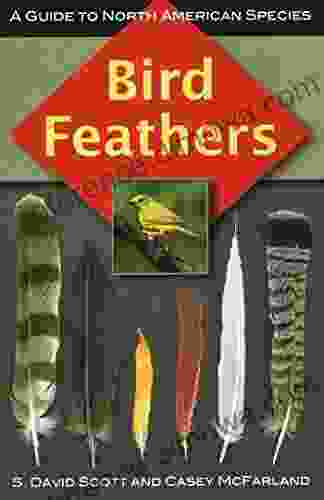 Bird Feathers: A Guide To North American Species